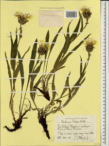 Centaurea cheiranthifolia subsp. cheiranthifolia, Caucasus, Stavropol Krai, Karachay-Cherkessia & Kabardino-Balkaria (K1b) (Russia)