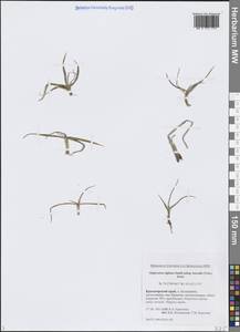 Alopecurus magellanicus Lam., Siberia, Central Siberia (S3) (Russia)