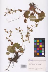 Alchemilla, Eastern Europe, West Ukrainian region (E13) (Ukraine)