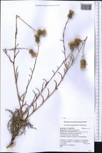 Cousinia omphalodes Tscherneva, Middle Asia, Western Tian Shan & Karatau (M3) (Kyrgyzstan)