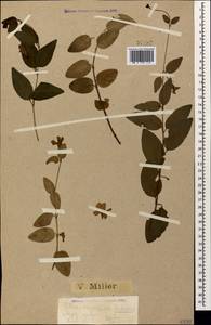 Vinca major subsp. hirsuta (Boiss.) Stearn, Caucasus, Black Sea Shore (from Novorossiysk to Adler) (K3) (Russia)