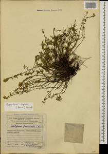 Ziziphora clinopodioides subsp. rigida (Boiss.) Rech.f., Caucasus, Azerbaijan (K6) (Azerbaijan)