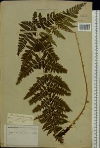 Dryopteris carthusiana (Vill.) H. P. Fuchs, Eastern Europe, Central forest-and-steppe region (E6) (Russia)