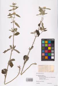 MHA 0 155 543, Marrubium peregrinum L., Eastern Europe, Central forest-and-steppe region (E6) (Russia)