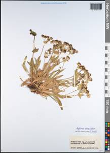 Bupleurum triradiatum Adams ex Hoffm., Siberia, Baikal & Transbaikal region (S4) (Russia)