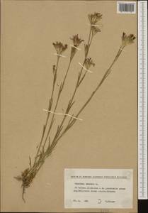 Dianthus armeria L., Western Europe (EUR) (Bulgaria)