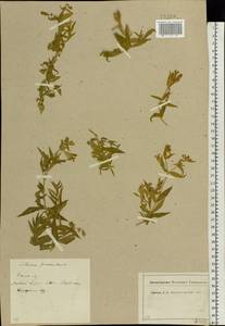 Silene procumbens Murray, Eastern Europe, Central region (E4) (Russia)