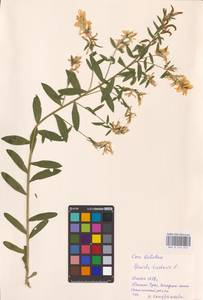 Genista tinctoria L., Eastern Europe, Eastern region (E10) (Russia)
