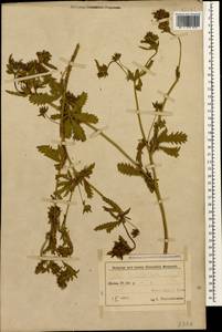 Potentilla recta L., Caucasus, Azerbaijan (K6) (Azerbaijan)