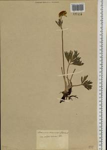 Anemonastrum narcissiflorum subsp. crinitum (Juz.) Raus, Siberia, Altai & Sayany Mountains (S2) (Russia)