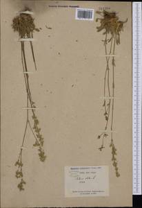 Silene otites (L.) Wibel, Western Europe (EUR) (France)