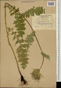 Cirsium obvallatum (M. Bieb.) M. Bieb., Caucasus, South Ossetia (K4b) (South Ossetia)