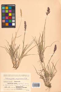 Calamagrostis purpurascens subsp. purpurascens, Siberia, Chukotka & Kamchatka (S7) (Russia)