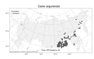 Carex argunensis Turcz. ex Trevir., Atlas of the Russian Flora (FLORUS) (Russia)