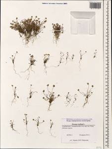 Plantago loeflingii L., Caucasus, Azerbaijan (K6) (Azerbaijan)