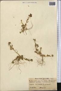 Portulaca grandiflora Hook., Middle Asia, Northern & Central Kazakhstan (M10) (Kazakhstan)