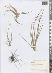 Alisma, Eastern Europe, Northern region (E1) (Russia)