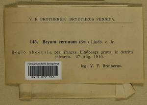 Ptychostomum compactum Hornsch., Bryophytes, Bryophytes - Western Europe (BEu) (Finland)