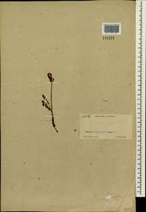 Pedicularis capitata Adams., Siberia, Central Siberia (S3) (Russia)