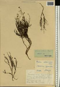 Linaria altaica Fisch. ex Ledeb., Eastern Europe, Eastern region (E10) (Russia)