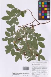 Rosa majalis Herrm., Eastern Europe, Moscow region (E4a) (Russia)