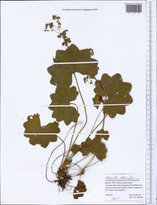 Alchemilla altaica Juz., Eastern Europe, Eastern region (E10) (Russia)