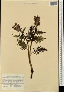 Pedicularis panjutinii E. Busch, Caucasus, Stavropol Krai, Karachay-Cherkessia & Kabardino-Balkaria (K1b) (Russia)