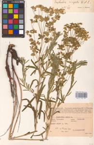Euphorbia virgata Waldst. & Kit., Eastern Europe, Central region (E4) (Russia)
