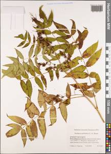 Sorbaria sorbifolia (L.) A. Braun, Siberia, Western Siberia (S1) (Russia)