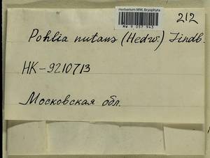 Pohlia nutans (Hedw.) Lindb., Bryophytes, Bryophytes - Moscow City & Moscow Oblast (B6a) (Russia)