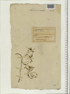 Ranunculus reptans L., Eastern Europe, Northern region (E1) (Russia)