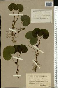 Asarum europaeum L., Eastern Europe, Lower Volga region (E9) (Russia)
