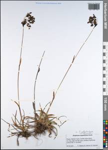 Eriophorum angustifolium Honck., Siberia, Russian Far East (S6) (Russia)