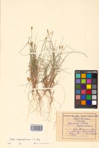 Carex parallela subsp. redowskiana (C.A.Mey.) T.V.Egorova, Siberia, Russian Far East (S6) (Russia)