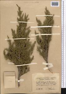 Juniperus pseudosabina Fisch. & C.A.Mey., Middle Asia, Western Tian Shan & Karatau (M3) (Uzbekistan)