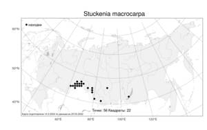 Stuckenia macrocarpa (Dobrocz.) Tzvelev, Atlas of the Russian Flora (FLORUS) (Russia)