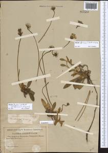 Pilosella flagellaris (Willd.) Arv.-Touv., Eastern Europe, Central forest-and-steppe region (E6) (Russia)