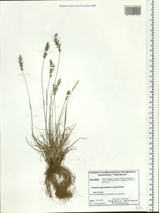 Koeleria subalpestris (Hartm.) Barberá, Quintanar, Soreng & P.M.Peterson, Siberia, Central Siberia (S3) (Russia)