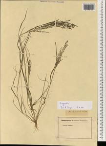 Eragrostis, South Asia, South Asia (Asia outside ex-Soviet states and Mongolia) (ASIA) (Not classified)
