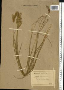 Agropyron cristatum (L.) Gaertn., Eastern Europe, Rostov Oblast (E12a) (Russia)