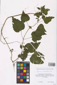 MHA 0 154 524, Lamium maculatum (L.) L., Eastern Europe, Central forest-and-steppe region (E6) (Russia)