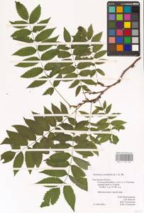 Sorbaria sorbifolia (L.) A.Braun, Eastern Europe, Central region (E4) (Russia)