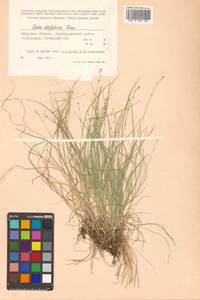Carex disperma Dewey, Siberia, Russian Far East (S6) (Russia)