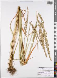 Beckmannia eruciformis (L.) Host, Eastern Europe, Belarus (E3a) (Belarus)