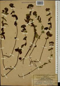 Origanum vulgare L., Caucasus, Azerbaijan (K6) (Azerbaijan)
