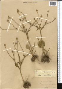 Ranunculus afghanicus Aitch. & Hemsl., Middle Asia, Western Tian Shan & Karatau (M3)