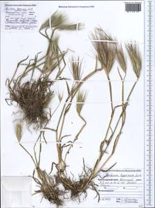 Hordeum murinum subsp. leporinum (Link) Arcang., Caucasus, Black Sea Shore (from Novorossiysk to Adler) (K3) (Russia)