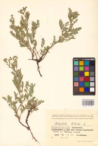 Sibbaldianthe bifurca (L.) Kurtto & T. Erikss., Eastern Europe, Lower Volga region (E9) (Russia)