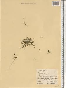 Lemna gibba L., Eastern Europe, Central region (E4) (Russia)