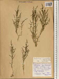 Kalidium cuspidatum (Ung.-Sternb.) Grubov, Mongolia (MONG) (Mongolia)